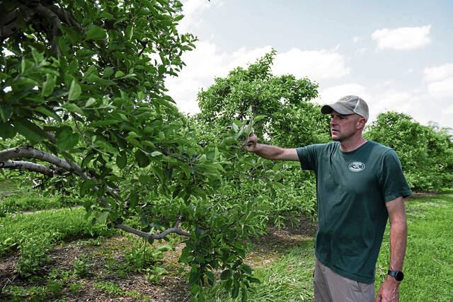 Late-season freeze puts chill on fruit harvests across the region