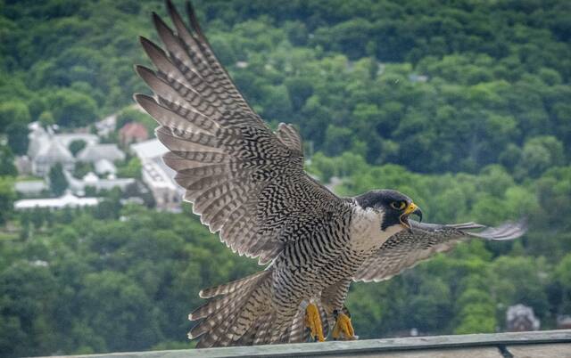 Pittsburgh’s skyline has become home to the once endangered peregrine falcon