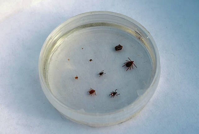 Allegheny County residents warned of increased risk for ticks and Lyme disease