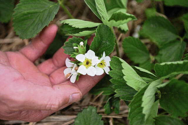 Laurels & lances: Farm & fruit